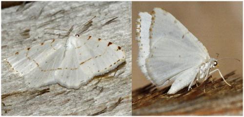 Macaria pustularia